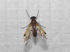 Tabanomorpha