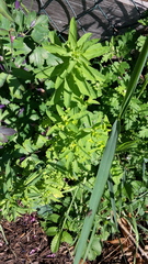Euphorbia stricta