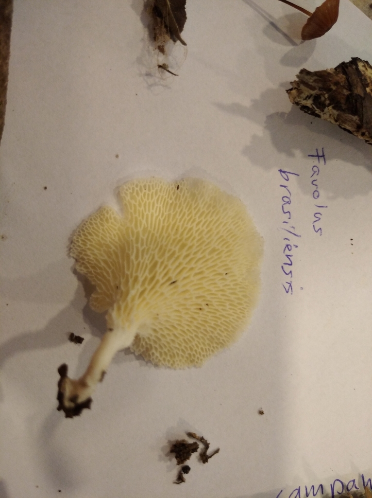Favolus brasiliensis · March 2022 · photo: © malte_kroemer (iNaturalist, cc-by)