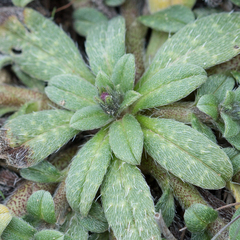 Echium parviflorum