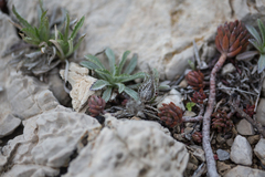 Atractylis cancellata