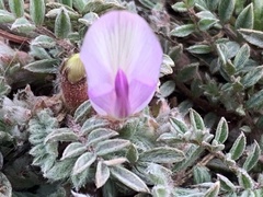 Astragalus argophyllus martinii