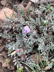 Astragalus argophyllus martinii