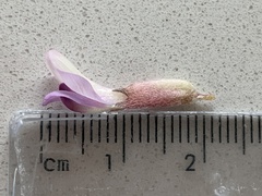Astragalus argophyllus martinii