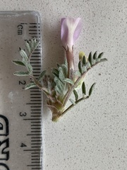 Astragalus argophyllus martinii