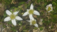 Arenaria biflora