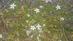 Arenaria biflora