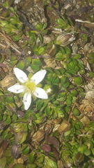 Arenaria biflora