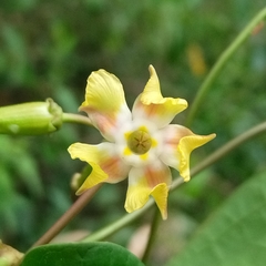 Apocynoideae