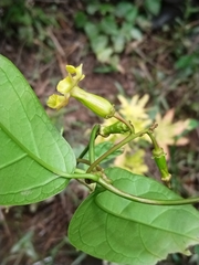 Apocynoideae