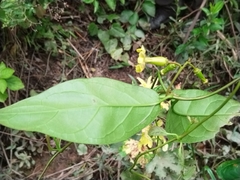 Apocynoideae