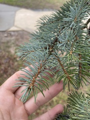 Picea glauca