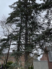 Picea glauca