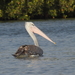 Pink-backed Pelican - Photo (c) Matthieu Gauvain, some rights reserved (CC BY-NC), uploaded by Matthieu Gauvain