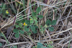 Medicago truncatula