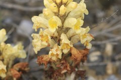 Cistanche lutea