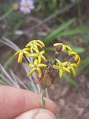 Lasiosiphon microphyllus