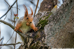 Sciurus vulgaris