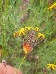 Lasiosiphon microphyllus