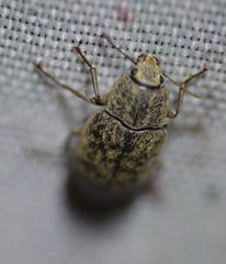 Epitragodes tomentosus