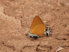 Pseudotajuria donatana