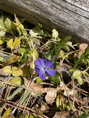 Vinca minor