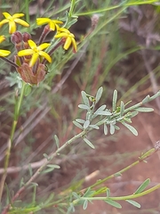 Lasiosiphon microphyllus