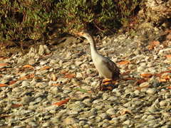 Senilia senilis