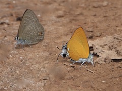 Pseudotajuria donatana