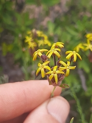 Lasiosiphon microphyllus