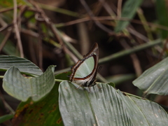 Polyura jalysus