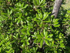 Comarostaphylis diversifolia