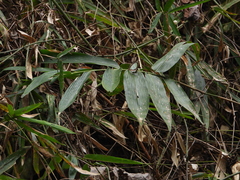 Polyura jalysus