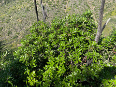 Comarostaphylis diversifolia