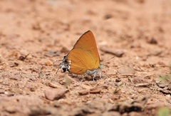 Pseudotajuria donatana