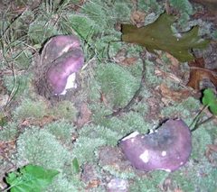 Russula sericeonitens