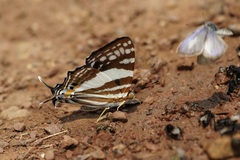 Dodona deodata
