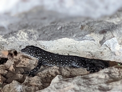 Ptyodactylus puiseuxi
