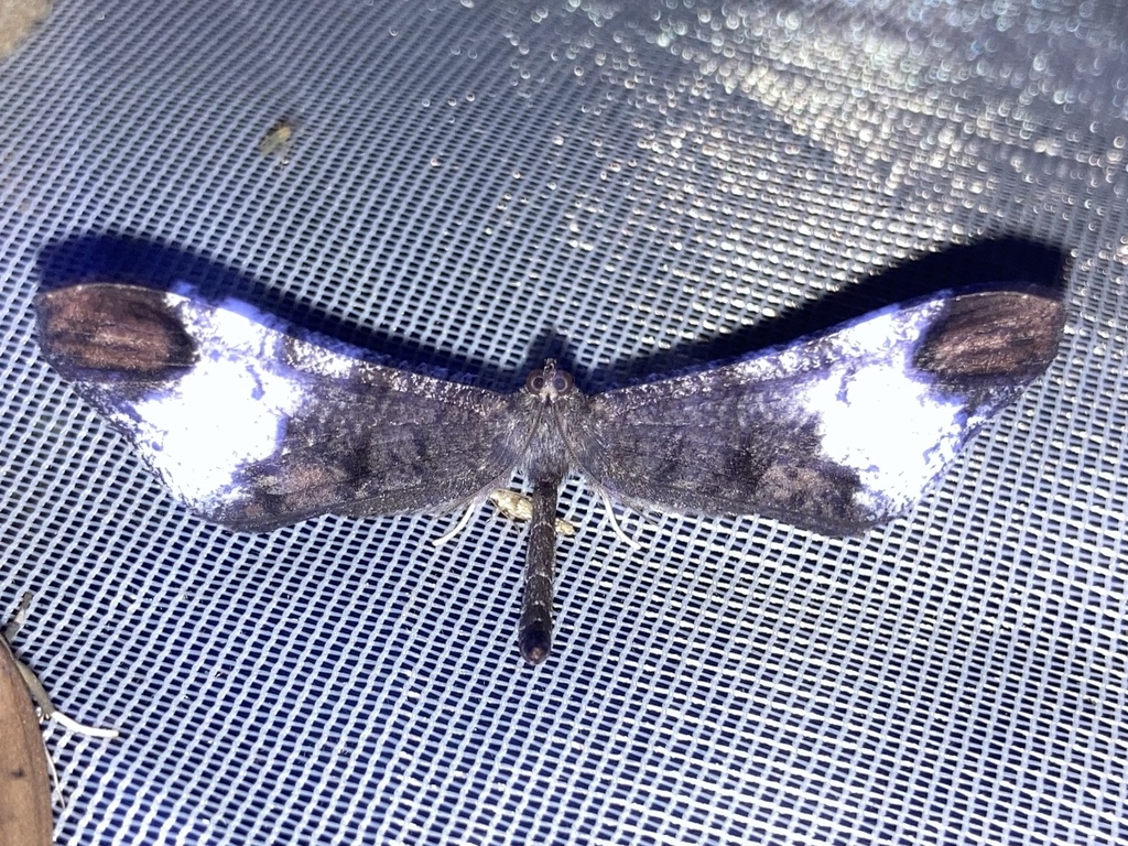 Macrosoma albifascia