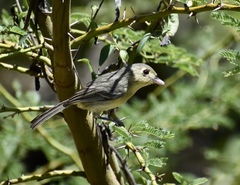 Vireo gundlachii