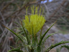 Carthamus creticus