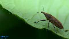 Lixus impressiventris
