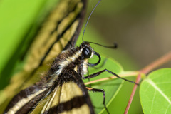 Papilio eurymedon