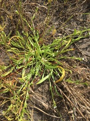 Plagiobothrys leptocladus