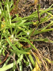 Plagiobothrys leptocladus