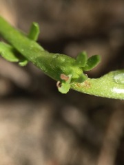 Plagiobothrys leptocladus