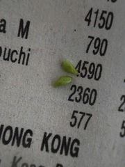 Plagiobothrys leptocladus