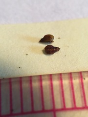 Plagiobothrys leptocladus