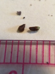 Plagiobothrys leptocladus