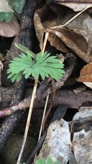 Dicentra canadensis